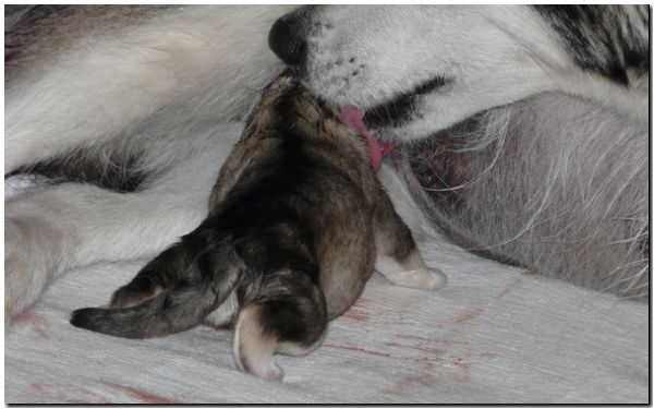 Welpen E Wurf 030.jpg